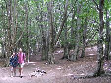 Sentier en sous-bois jusqu'au refuge
