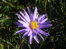 Aster des Alpes
