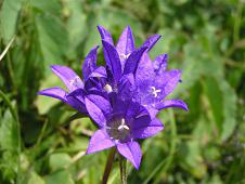 Campanule aglomere