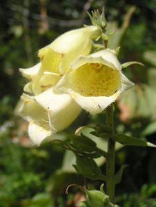 Digitale  grandes fleurs