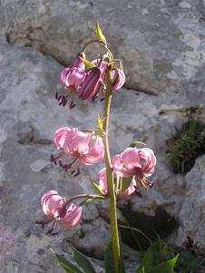 Lys martagon