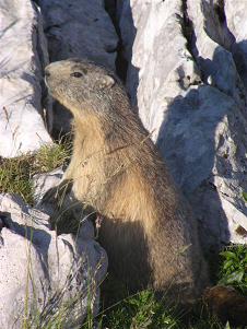 Marmotte