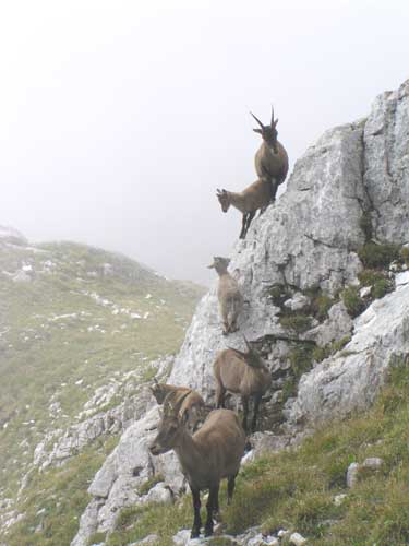 Petit groupe de bouquetin dans la descente du Gd Veymont